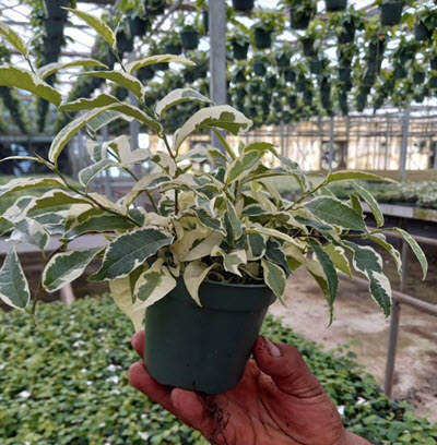 Radicans Ficus Variegated